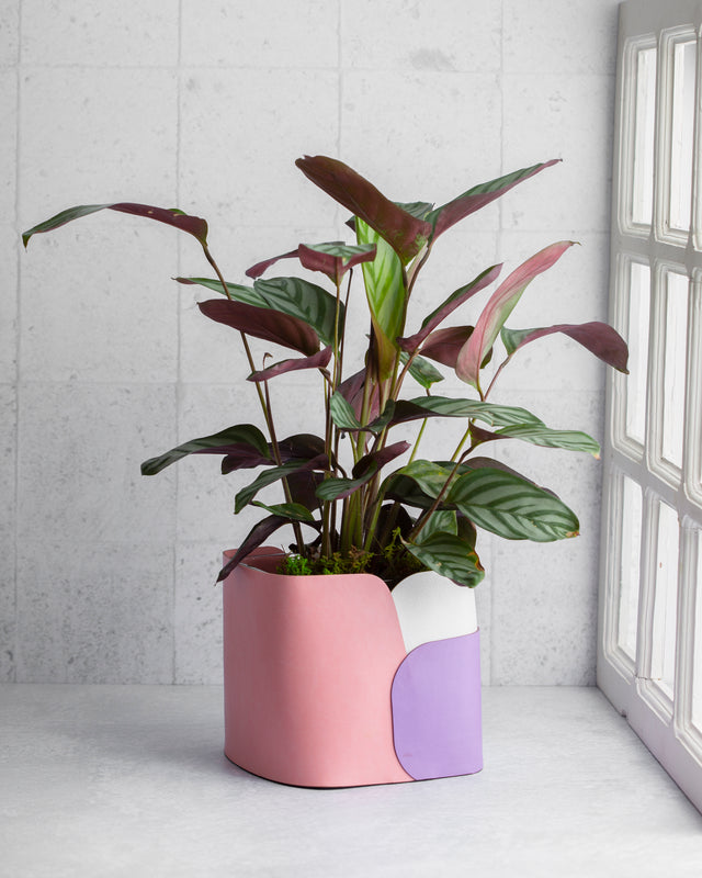 Purple and Pink Pot