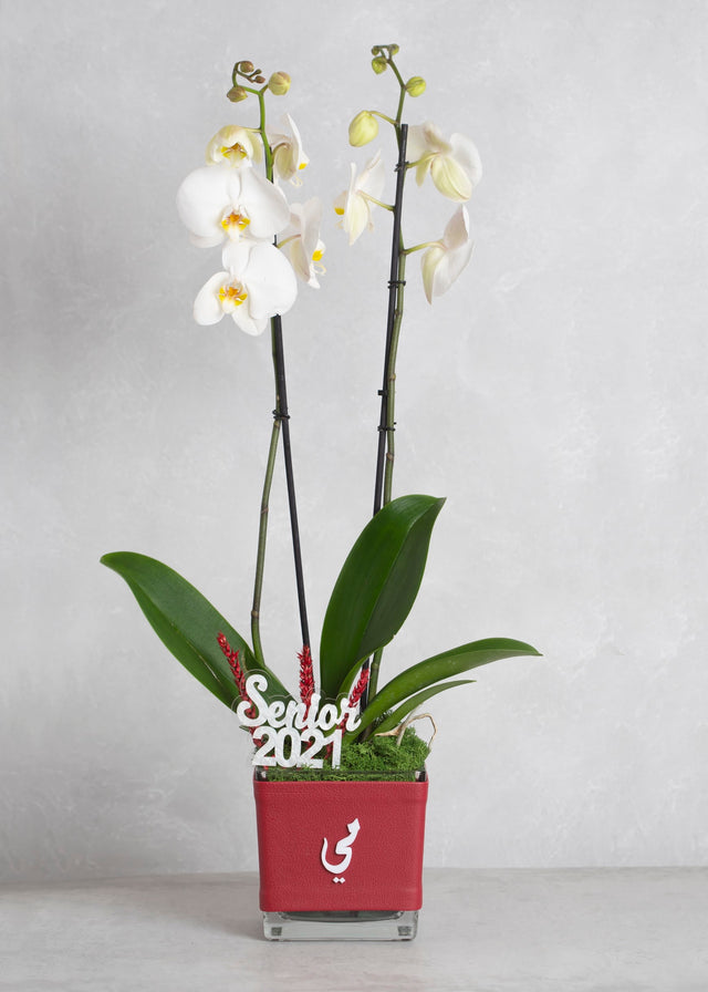 Graduation Orchid